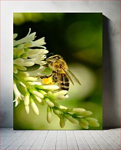 Πίνακας, Bee on White Flowers Μέλισσα σε λευκά λουλούδια