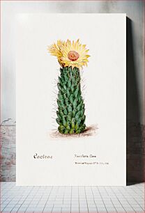 Πίνακας, Beehive cactus. Familie Der Cacteen (1893-1905)