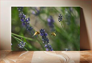 Πίνακας, Bees on Lavender Flowers Μέλισσες σε λουλούδια λεβάντας