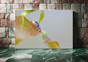 Πίνακας, Beetle on Leaf Σκαθάρι σε φύλλο