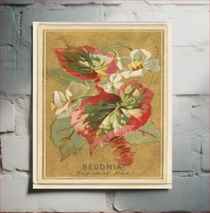 Πίνακας, Begonia (Begonia Rex), from the Flowers series for Old Judge Cigarettes issued by Goodwin & Company