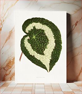 Πίνακας, Begonia leaf illustration