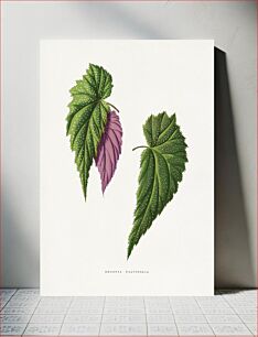 Πίνακας, Begonia leaf illustration