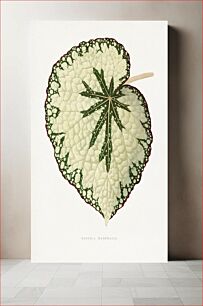Πίνακας, Begonia Marshall leaf illustration
