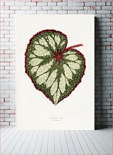 Πίνακας, Begonia Rex leaf illustration