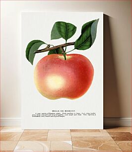 Πίνακας, Belle De Boskoop apple lithograph