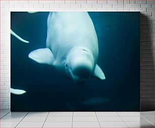Πίνακας, Beluga Whale in Ocean Φάλαινα Beluga στον Ωκεανό