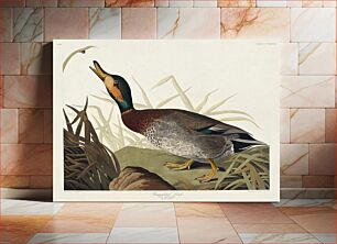 Πίνακας, Bemaculated Duck from Birds of America (1827) by John James Audubon, etched by William Home Lizars