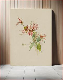 Πίνακας, Bergamot (or Bee Baum), Austa Densmore Sturdevant