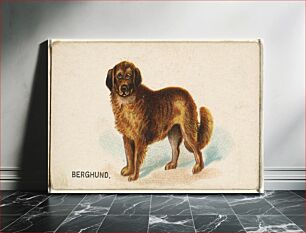 Πίνακας, Berghund, from the Dogs of the World series for Old Judge Cigarettes