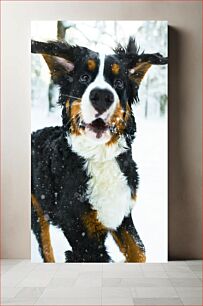 Πίνακας, Bernese Mountain Dog in Snow Ορεινός σκύλος Bernese στο χιόνι