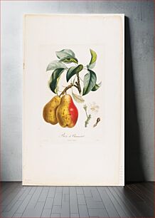 Πίνακας, Bezi de Chaumontel (Pears), from Traite des Arbres Fruitiers (1807–1835) by Pierre Antoine Poiteau