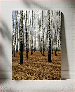 Πίνακας, Birch Tree Forest in Autumn Δάσος Σημύδων το Φθινόπωρο