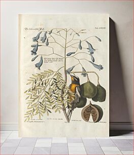 Πίνακας, Bird and plants illustration (1749-1766) by Mark Catesby
