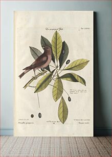Πίνακας, Bird and plants illustration (1749-1766) by Mark Catesby
