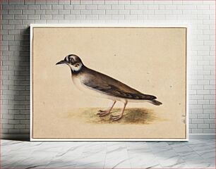 Πίνακας, Bird by Johannes van Bronckhorst