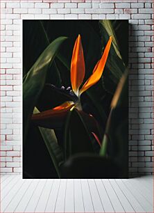 Πίνακας, Bird of Paradise Flower Λουλούδι Bird of Paradise