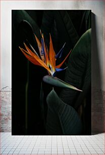 Πίνακας, Bird of Paradise Πουλί του Παραδείσου