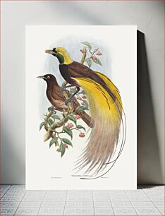 Πίνακας, Bird of Paradise; Paradisea apoda (1804–1908) by John Gould and William Matthew Hart