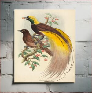 Πίνακας, Bird of Paradise (Paradisea apoda) by John Gould (1804–1881) and William Matthew Hart (1830-1908)