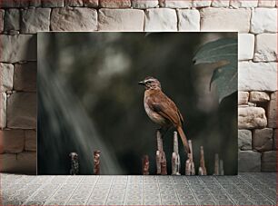 Πίνακας, Bird on a Fence Πουλί σε φράχτη