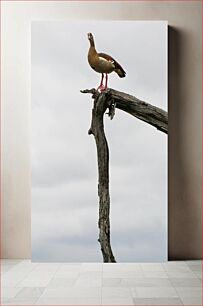 Πίνακας, Bird on a Perch Πουλί σε Πέρκα