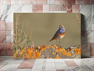 Πίνακας, Bird on Orange Lichen Πουλί σε πορτοκαλί λειχήνα