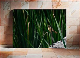 Πίνακας, Bird Perched Among Reeds Πουλί σκαρφαλωμένο ανάμεσα σε καλάμια