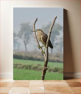 Πίνακας, Bird Perched on a Branch Πουλί σκαρφαλωμένο σε ένα κλαδί