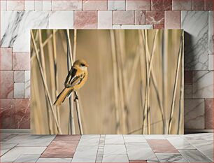 Πίνακας, Bird Perched on a Reed Πουλί σκαρφαλωμένο σε ένα καλάμι