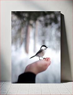 Πίνακας, Bird Perched on Hand Πουλί σκαρφαλωμένο στο χέρι