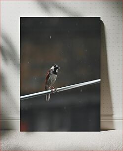 Πίνακας, Bird Perched on Wire in the Rain Πουλί σκαρφαλωμένο στο σύρμα στη βροχή