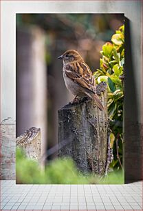 Πίνακας, Bird Perched on Wooden Post Πουλί σκαρφαλωμένο σε ξύλινο στύλο