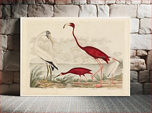 Πίνακας, Birds 66. 1. Wood Ibis. 2. Scarlet I. 3. White Ibis. 4. Flamingo. (1808–1814) by Alexander Wilson