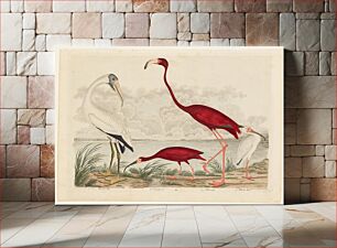 Πίνακας, Birds 66. 1. Wood Ibis. 2. Scarlet I. 3. White Ibis. 4. Flamingo