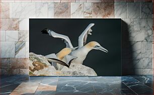 Πίνακας, Birds on a Rocky Cliff Πουλιά σε βραχώδη βράχο