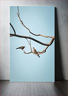 Πίνακας, Birds Perched on Branch Πουλιά σκαρφαλωμένα στο κλαδί