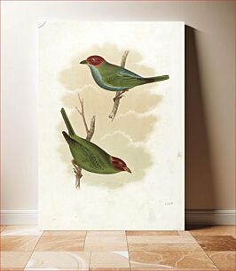 Πίνακας, (Birds), Sinclair