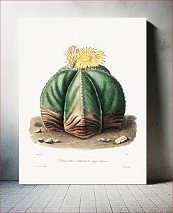 Πίνακας, Bishop's Cap Cactus (Astrophytum Myriostigma) from Iconographie descriptive des cactées by Charles Antoine Lemaire (1801–1871)