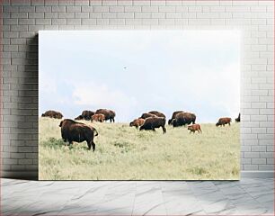 Πίνακας, Bison Grazing in a Field Βίσωνας που βόσκουν σε ένα χωράφι