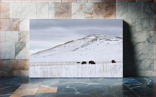 Πίνακας, Bison Grazing in Snowy Landscape Βίσωνας που βόσκουν στο χιονισμένο τοπίο