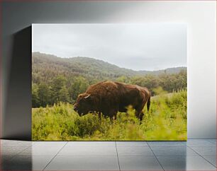 Πίνακας, Bison in Nature Bison στη φύση