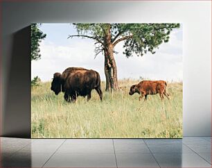 Πίνακας, Bison in the Field Βίσωνας στο πεδίο