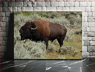 Πίνακας, Bison in the Wild Bison in the Wild