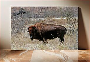 Πίνακας, Bison in the Wild Bison in the Wild