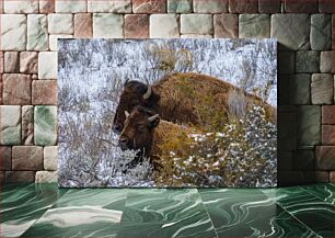 Πίνακας, Bison in Winter Habitat Βίσωνας σε χειμερινό βιότοπο
