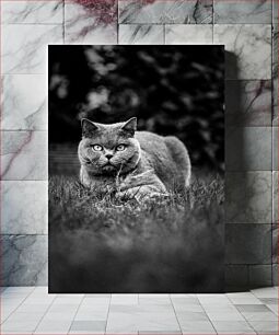 Πίνακας, Black and White Cat in Grass Ασπρόμαυρη γάτα στο γρασίδι