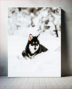 Πίνακας, Black and White Dog in Snow Μαύρο και άσπρο σκυλί στο χιόνι