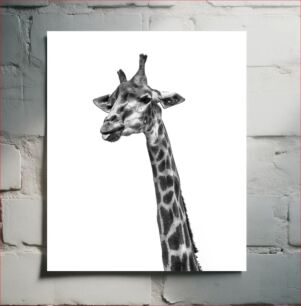 Πίνακας, Black and White Giraffe Portrait Ασπρόμαυρο Πορτρέτο Καμηλοπάρδαλης