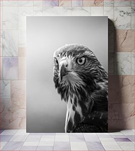 Πίνακας, Black and White Hawk Portrait Μαύρο και άσπρο πορτρέτο γερακιού